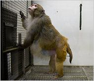 A research monkey in captivity at twice its normal weight